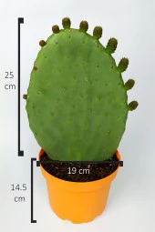 Dikenli İncir Saksıda Hint İnciri Kaynana Dili Frenk Yemişi Kürek Yemişi 19 cm Turuncu Saksıda thumbnail 4