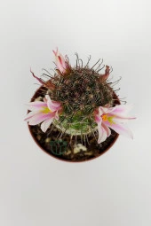 Mammillaria Bombycina Çengel Dikenli Pembe Çiçekli Kaktüs 5.5 cm Saksıda - 3