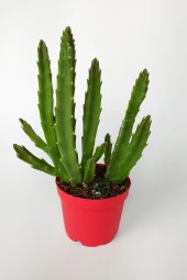 Leş Kaktüsü Stapelia Grandiflora Büyük Boy 8.5 cm Kırmızı Saksıda - 1