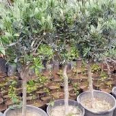 5 Yaş, Bodur, Saksılı Zeytin Fidanı (Gemlik) - 2