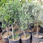 5 Yaş, Bodur, Saksılı Zeytin Fidanı (Gemlik) - 3