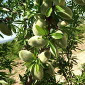 3 Yaş Aşılı Nonparelle Badem Fidanı, Torbalı - 1