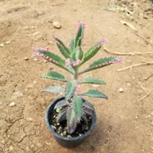 Pembe Aşkıngözyaşı Çiçeği, Yetişkin Boy - 2