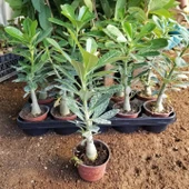 8 Adet Adenium Çöl Gülü Çiçeği Fidanı Pakedi (Mix Karışık) - 2