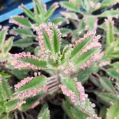 Pembe Aşkıngözyaşı Çiçeği, Yetişkin Boy - 1