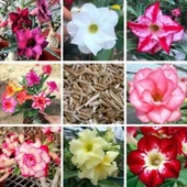 8 Adet Adenium Çöl Gülü Çiçeği Fidanı Pakedi (Mix Karışık) - 1