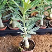 8 Adet Adenium Çöl Gülü Çiçeği Fidanı Pakedi (Mix Karışık) - 3