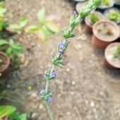 Büyük Boy Gerçek Lavanta Fidanı, Saksıda - 1