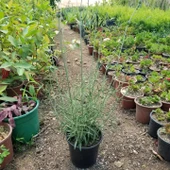 Büyük Boy Gerçek Lavanta Fidanı, Saksıda - 2