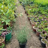 Büyük Boy Gerçek Lavanta Fidanı, Saksıda - 3