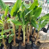 Büyük Boy Azman/Anamur Muzu Fidanı (Soğuğa En Dayanıklı Olan) - 4