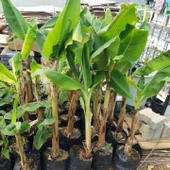 Büyük Boy Azman/Anamur Muzu Fidanı (Soğuğa En Dayanıklı Olan) - 3