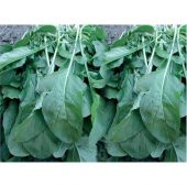 Roka Tohumu(10 Gr) - 1