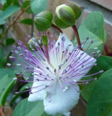 KAPARİLİ BİTKİSEL KARIŞIM 20 GR. AŞÇI MURAT KAPARİ thumbnail 4