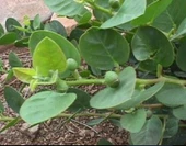 KAPARİ SOSU 1 LİTRE (FORMÜLÜMÜZ) AŞÇI MURAT KAPARİ thumbnail 6