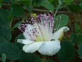 ŞEKERSİZ KAPARİ MARMELADI (PATENTLİ) 350 gr. AŞÇI MURAT KAPARİ - 5