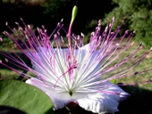 KAPARİ REÇELİ (PATENTLİ) 1050 gr. AŞÇI MURAT KAPARİ thumbnail 5