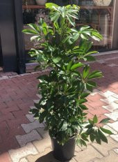 Şeflera Bitkisi 100 Cm Schefflera Bitkisi 5 Parmak Bitkisi Ev Bitkisi Ofis Bitkisi Salon Bitkisi - 1