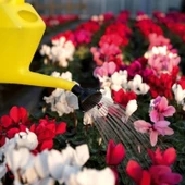 DiMartino Proline 12 Yağmurlama İbriği 12 Litre - 4