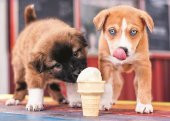 Trefl Puzzle Ice Cream Time 500 Parça - 1
