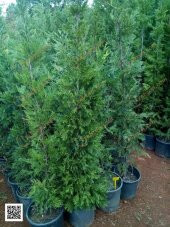 12 Lt saksıda Cupressocyparis Leylandii Leylandi Fidan 80-100 Cm - 1