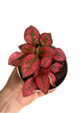 Hostes Çiçeği (Hypoestes) Çilli Yaprak Çiçeği Kırmızı Puantiyeli - 1