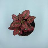 Hostes Çiçeği (Hypoestes) Çilli Yaprak Çiçeği Kırmızı Puantiyeli - 4