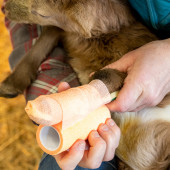 Veteriner Cebire (Atel) 5 x 40 cm. thumbnail 3