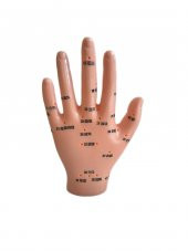 El Maketi Akupunktur Noktaları 835 - 2