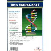 BOKIRLI DNA MODEL SETİ - 1
