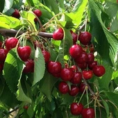 3 Yaş Aşılı Kiraz Fidanı EŞME, Torbada - 1