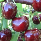 3 Yaş Aşılı Kiraz Fidanı SWEETHEART, Torbada - 1