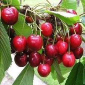 3 Yaş Aşılı Kiraz Fidanı SPRİNG GRASS, Torbada thumbnail 1