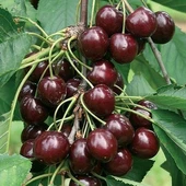 3 Yaş Aşılı Kiraz Fidanı NAPOLYON, Torbada - 1