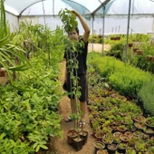 3 Yaş Aşılı Kiraz Fidanı NAPOLYON, Torbada - 3