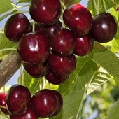 3 Yaş Aşılı Kiraz Fidanı KARAGEVREK, Torbada thumbnail 1