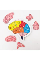 Moon Beavers Beynimi Öğreniyorum Eğitici Öğretici Geliştirici Ahşap Sağlıklı Oyuncak 20 x 20 Cm - 3