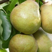 Bodur Ankara Armudu, Aşılı, 2 Yaş, Tüplü thumbnail 1