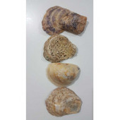 Deniz Kabuğu Yamuk Şekilli 250 gr - 1