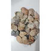 Deniz Kabuğu Yamuk Şekilli 250 gr - 4