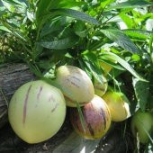 2 ADET Tüplü Salkım Meyveli Pepino Fidanı Yaş 1 Boy 45-65cm - 1