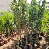 5 Yaş, Aşılı Elma Fidanı JERSEY MAC-YAZ ELMASI, Torbada - 4