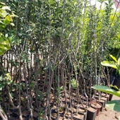 5 Yaş, Aşılı Elma Fidanı PINK LADY, Torbada thumbnail 3