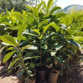 3 Yaş Çukurgöbek Yenidünya Malta Eriği Fidanı, Torbada thumbnail 2