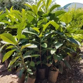 3 Yaş Çukurgöbek Yenidünya Malta Eriği Fidanı, Torbada thumbnail 3