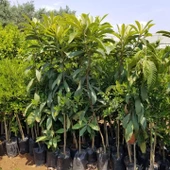 4-5 Yaş ÇUKURGÖBEK Yenidünya Malta Eriği Fidanı, Torbada, +150 Cm thumbnail 3