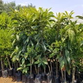 4-5 Yaş Yenidünya Malta Eriği Fidanı, Torbada, +150 Cm thumbnail 2