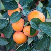 3 Yaş, Aşılı ROJO BRİLLANTE  Hurma Fidanı, Torbada, (Meyve Verir Yaşta) - 1