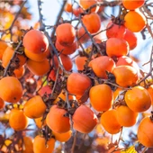 3 Yaş, Aşılı HACHİA Hurma Fidanı, Torbada (Meyve Verir Yaşta) - 1