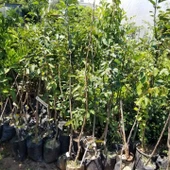 3 Yaş, Aşılı HACHİA Hurma Fidanı, Torbada (Meyve Verir Yaşta) - 3